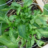 Zašto sadnice paprike savijaju listove + fotografija